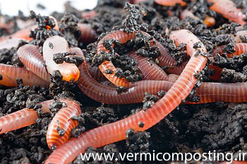 redwormsearthwormsraiseworms main Full.40142203 - ورمی کمپوست و پرسشهای متداول