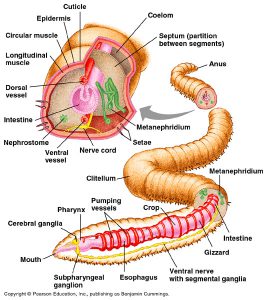 EarthwormAnatomy1 269x300 - آناتومی بدن ورمی کمپوست