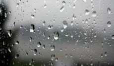 تولید ورمی کمپوست در بارندگی