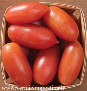ببر قرمز 288x300 - فروش بذر انواع گوجه فرنگی