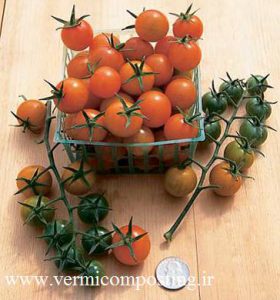 خورشید طلایی 280x300 - فروش بذر انواع گوجه فرنگی