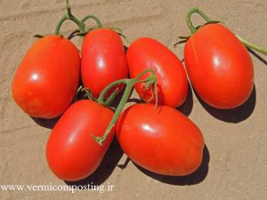 ریو گراند 300x225 - فروش بذر انواع گوجه فرنگی