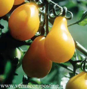 زرد گلابی d 294x300 - فروش بذر انواع گوجه فرنگی