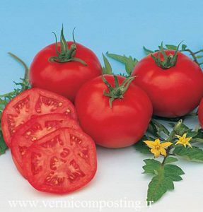 مسکویچ 287x300 - فروش بذر انواع گوجه فرنگی