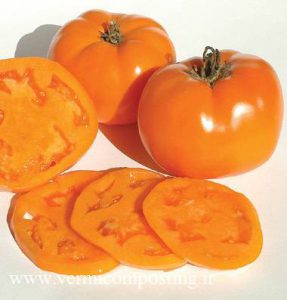 نارنجی والنسیا 287x300 - فروش بذر انواع گوجه فرنگی