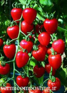 چری قلبی شکل F 218x300 - فروش بذر انواع گوجه فرنگی