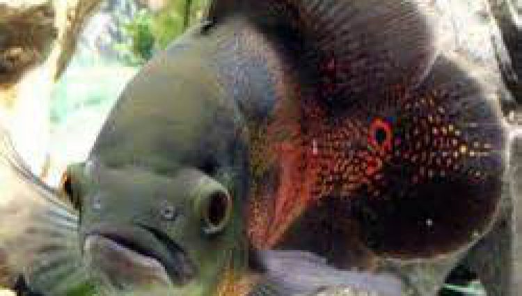 تغذیه ماهی اکواریومی زینتی غذای طبیعی